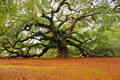 angel_oak_south_carolina.jpg